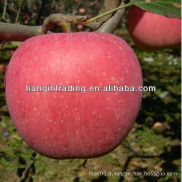 Exportateur de pommes fraîches